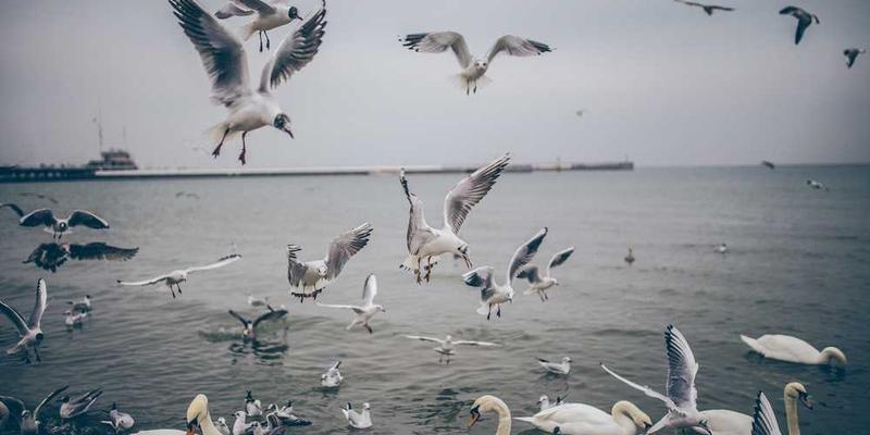 GitHub Flavored Markdown Demo